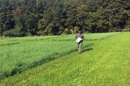 Former UNH postdoctorate researcher Buck Castillo walks alongside a treatment plot located at the UNH Kingman Research Farm.