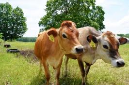 Two cows from UNH's organic dairy research farm look to the left of camera.